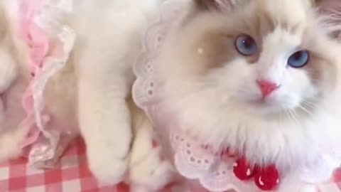 Aww cute cat videos funny Vol5❤️ Cat Cash Compilation chines💚 Tiktok Cat Meow #cat #shorts