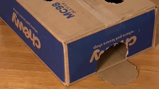Kitten Play Whack-a-Mole With Cardboard Box