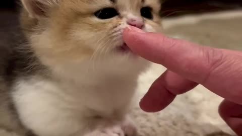 Cutest Kitty | Baby Cat | Kitten Playing