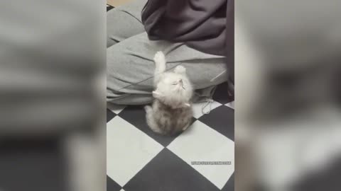 Cute moments of kittens