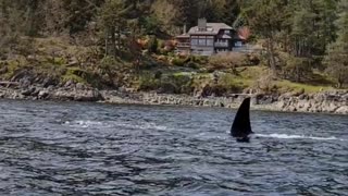 Orca Spotted From Antique Sailboat