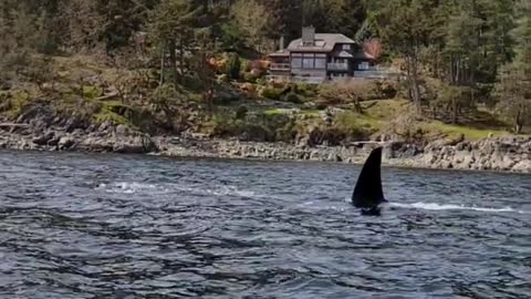 Orca Spotted From Antique Sailboat