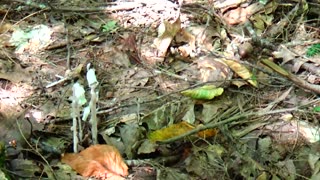 Ghost Plants