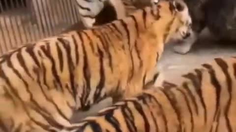 Lion vs tiger fighter