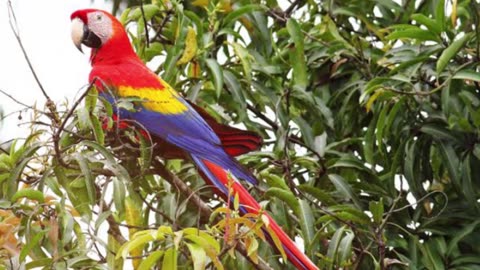 10 Most Beautiful Birds of Amazon Forests