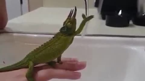 Chameleon fascinated By tap water