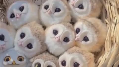 Cute owl status