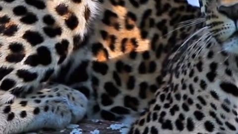 Leopards Animals Videos For Kids