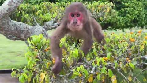 #babymonkey #monkeys #animallovers❤️ #cocakamonkey animals #viral #monkey #cute_18