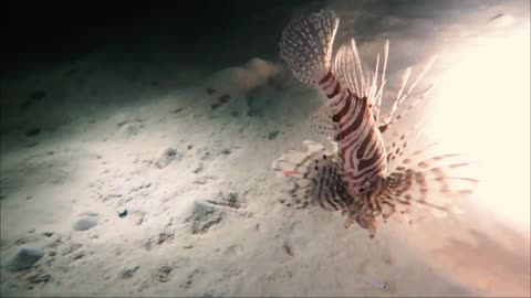 Everything You've Ever Wanted to Know About Hunting Story Of One Lionfish