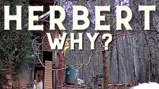 Why Herbert?