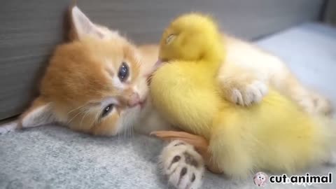 kitten and little duck - kitten meet duckling for the first time