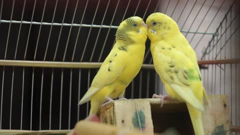 beautiful yellow birds singing