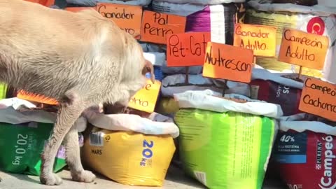 Dog Helps Itself to Buffet