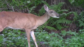 Backyard Deer