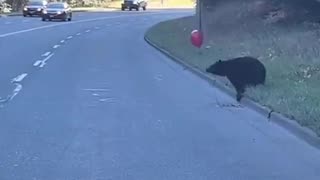 Bear Cub Versus Balloon