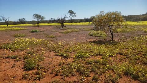 Everlastings at Coalseam