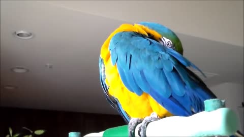 Blue and yellow Macaw Talking