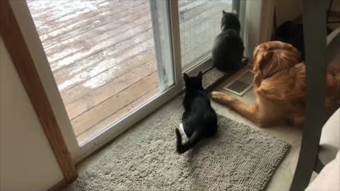 Young Cat Sees Birds For The First Time