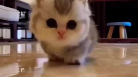Cute baby animal,cute cat video