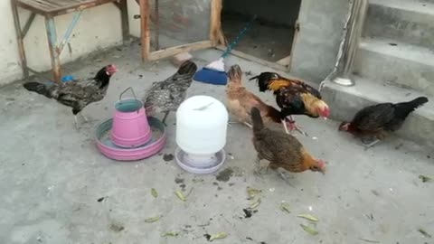 My poultry farm