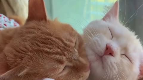 Animals love life enjooy the animals videos..funny cuple#shorts#animals#cats