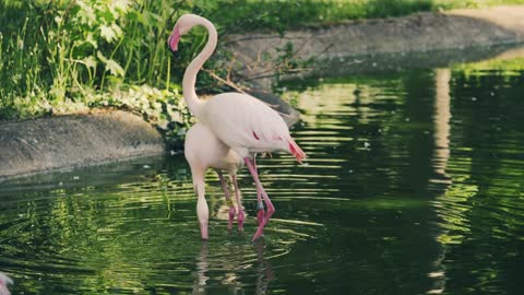 Tranquil Swan Lake