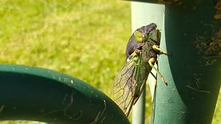 The lovely sounds of cicadas