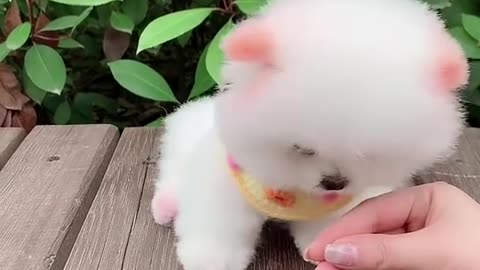 Super Tiny Puppy Doing Tricks!