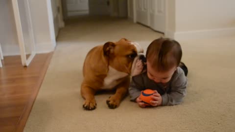 Baby and English bulldog - Baby steals toy from dog