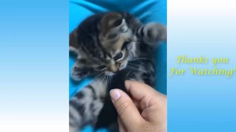 Funny and Cute Cat's Life