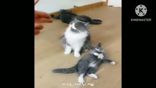 funnyanimals#funnyvideo