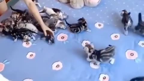 WOW 😳, you can't count the little cats🐈🐈