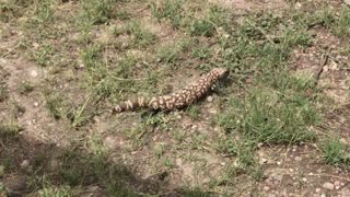 Gila Monster part 2 plus some snake pics