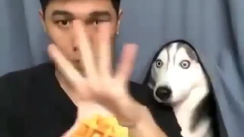 Stop looking at me funny Huskies video🐶🐶