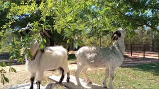 Goats doing goat things