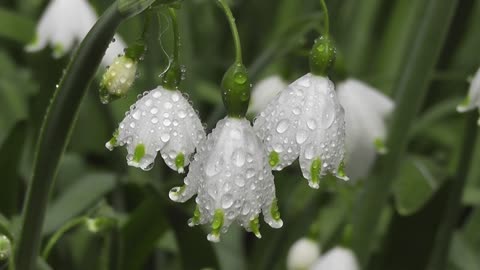 white flowers hanging down after rain