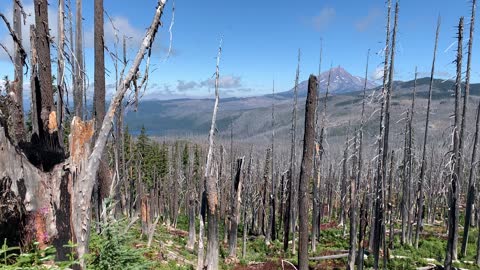 Central Oregon - Mount Jefferson Wilderness - Mount Washington from the Pacific Crest Trail