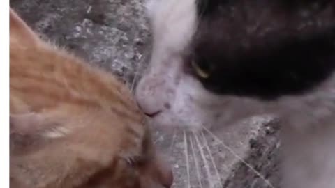 Cats Kissing