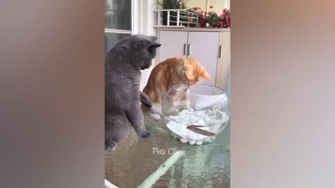 Animaux les plus drôles 2023 😂 Vidéos drôles de chats et de chiens 😺🐶