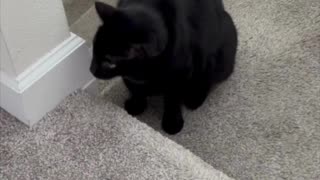 Adopting a Cat from a Shelter Vlog - Cute Precious Piper Likes to Keep in Shape #shorts