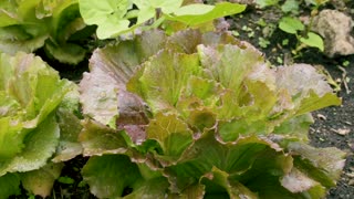 Organic Gardening - Growing Perfect Greens