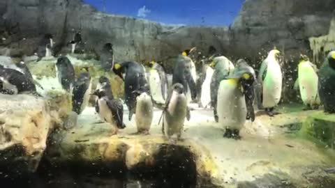 a cute bunch of penguins