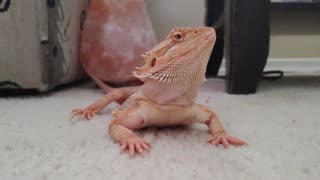 Chilli Lying on the Carpet