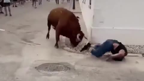 A Woman is Surprised and Attacked by a Bull