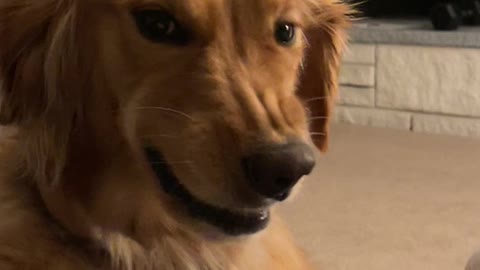 Golden Retriever Gives Awkward Grin