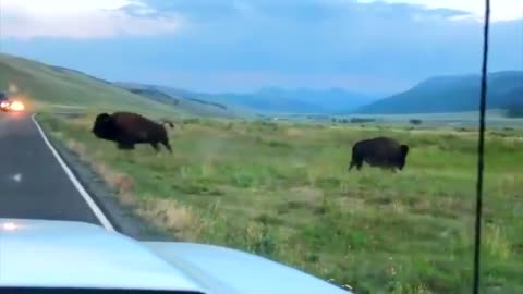 Bison fight in middle of Yellowstone road1