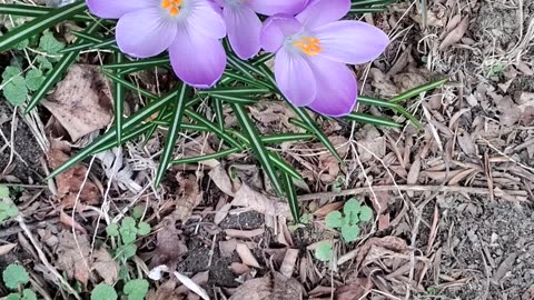 Crocuses Blooming, Dearborn, Michigan, March 12, 2024