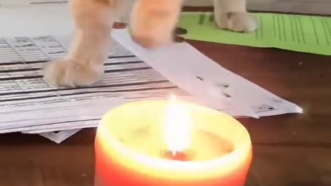 New Funny Videos 😍 Cutest Cats and Dogs 🐱🐶