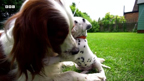 Dalmatian Puppy Learns to Enjoy Human Contact Wonderful World of Puppies BBC Earth